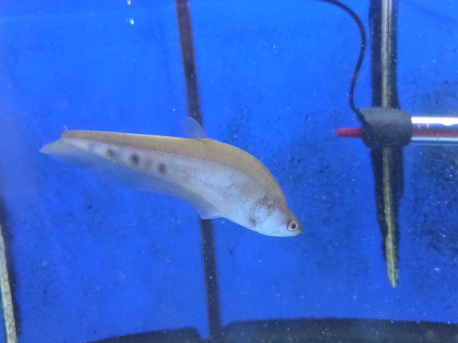 Peixe-faca-palhaço\Chitala ornata 11-13cm