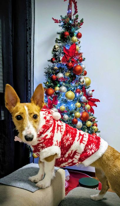 NALA merece uma família presente.