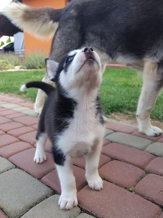 Szczeniak Syberian Husky