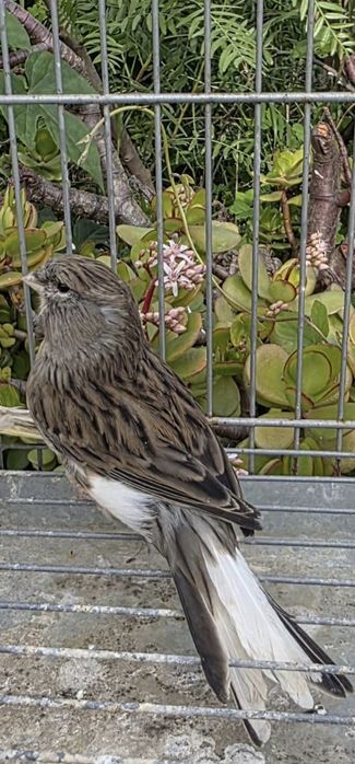 Canários 2025, FÊMEAS e MACHOS