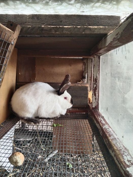 Продам кроликів домашніх