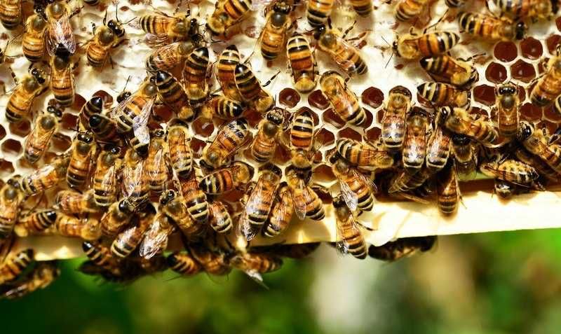 Продам пчелосемьи