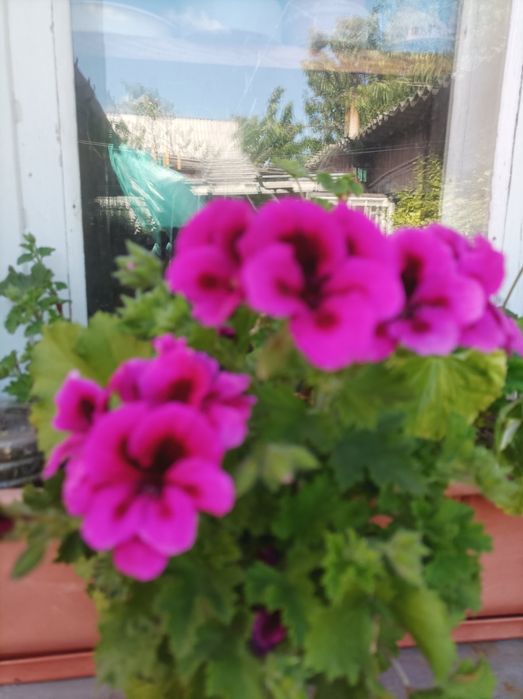 Пеларгонії пістряві та королівська пеларгонія