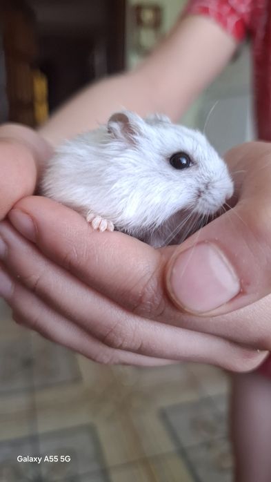 Хом'ячки Джунгарики