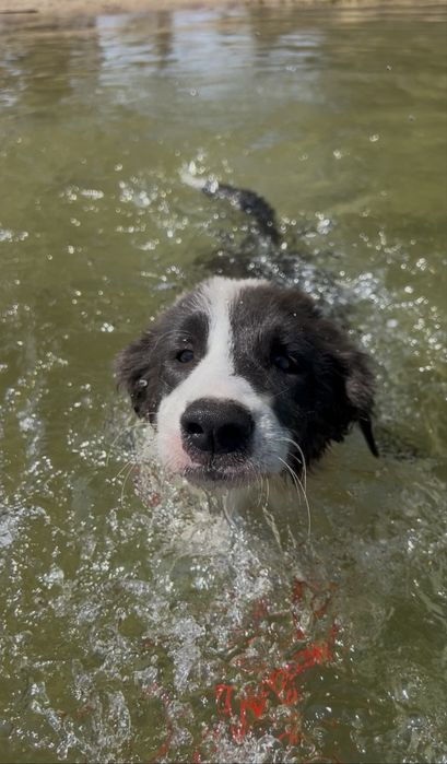 Szczeniak Border Collie FCI