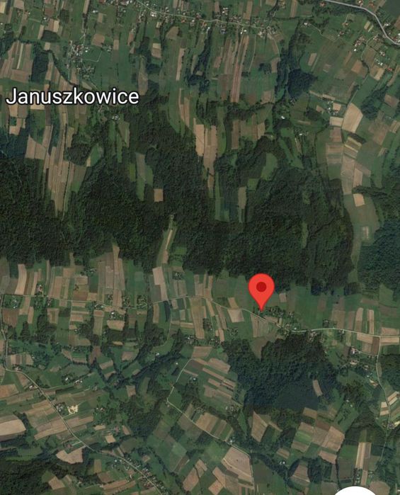 Miód spadź iglasta jodłowa