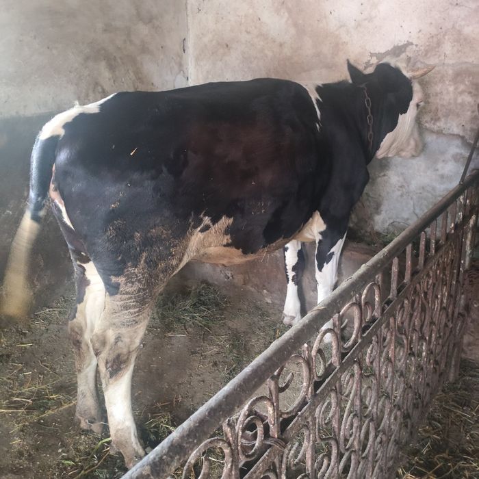 Продається тиличка