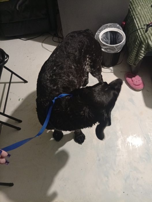 Курцхаар мисливець