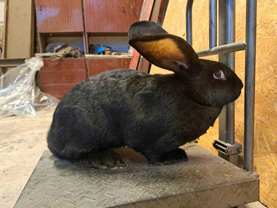 Samice, samce, króliki belgijskie, duże, zdrowe