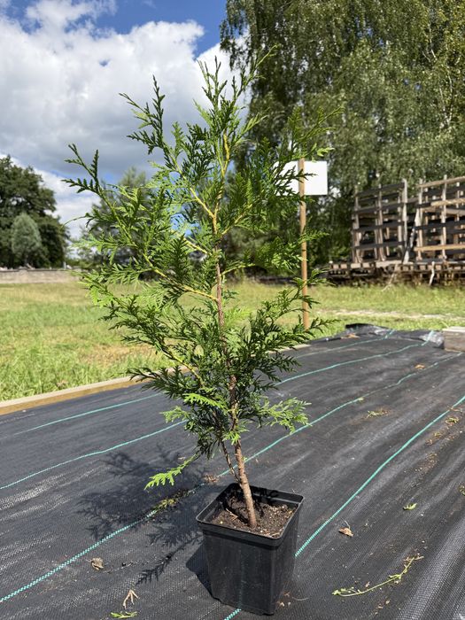 TANIO Tuja (thuja) BRABANT ok 70-80 cm