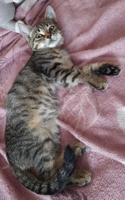 Киця і котик для відповідальних господарів)