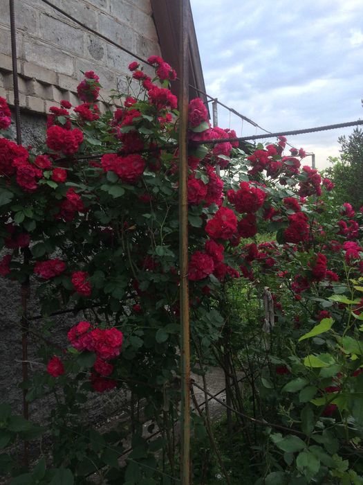 Продам дачу Садове товариство "Висотник" Довгинцівський район