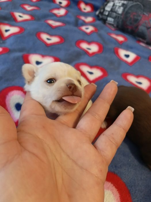 Цуценята чіхуахуа