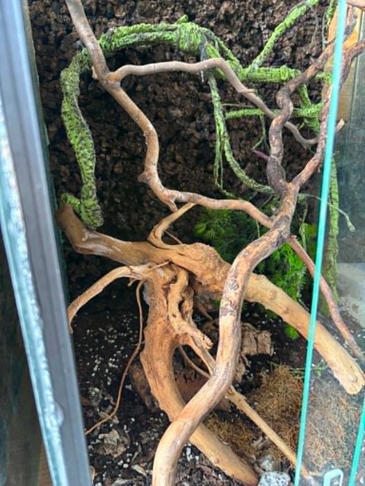 Terrarium używane
