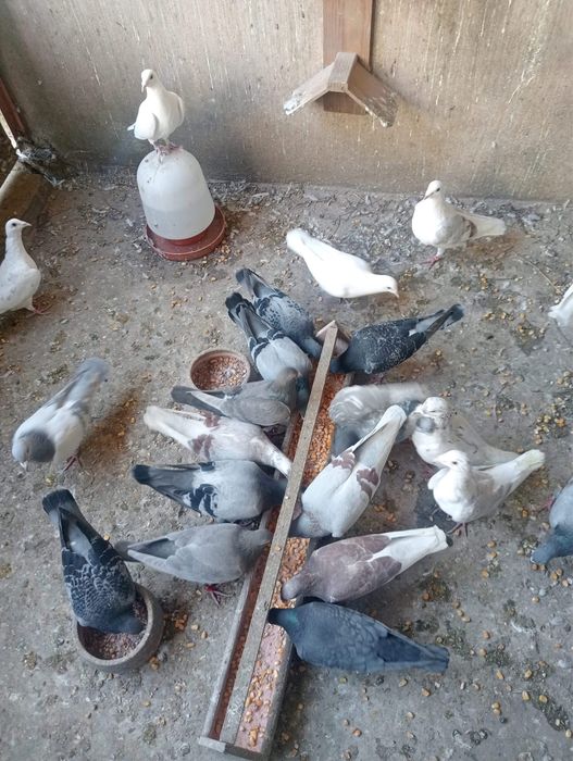 Pombos Correios em Braga