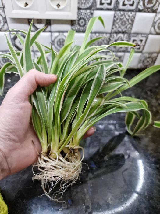 Хлорофитум, "паучёк", комнатное растение, корешки супер