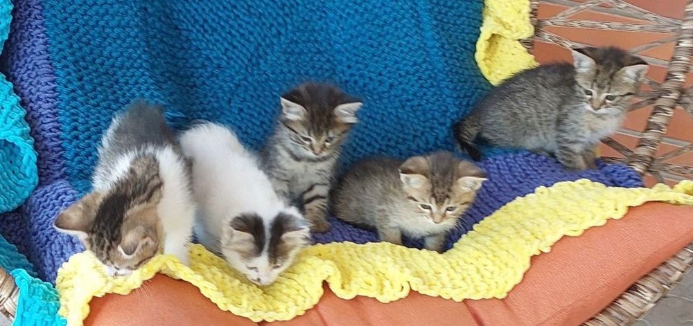 Котики котята отдам