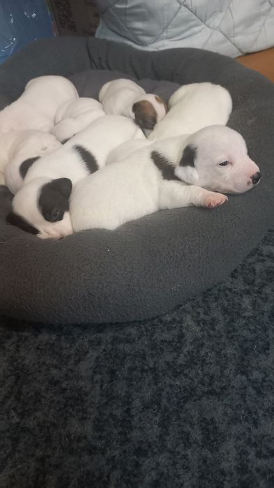 Щенки Джек Рассел