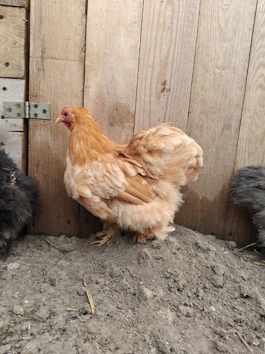 Silki kochin karzełek