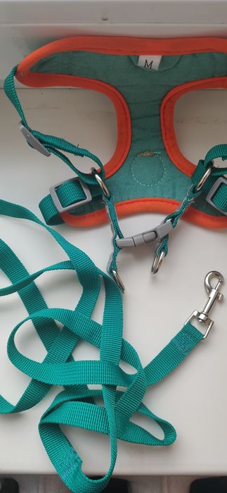 Ошийник для собак