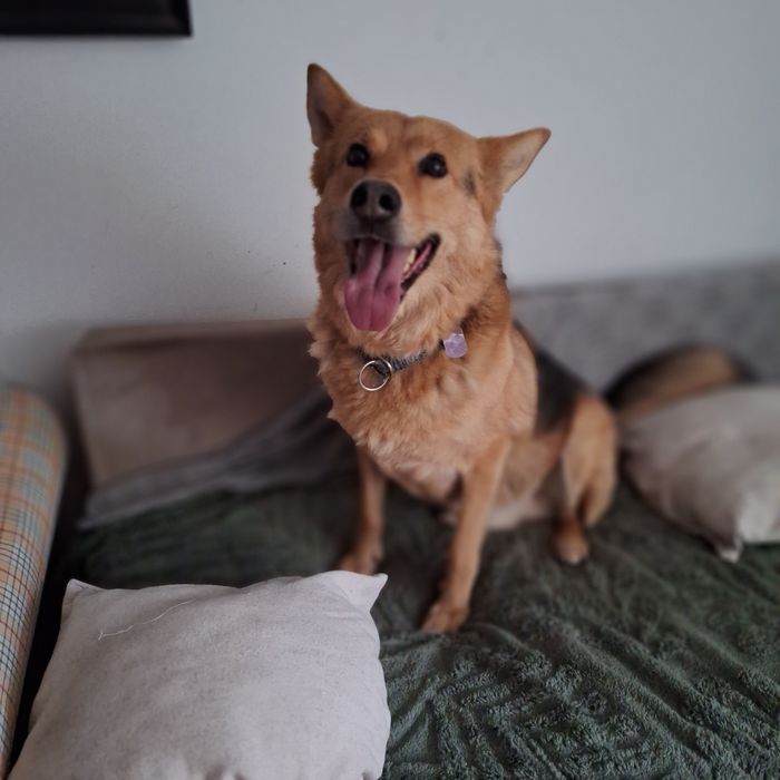 Hotelik dla psów PIESKOWO w Tuszynie k/Łodzi