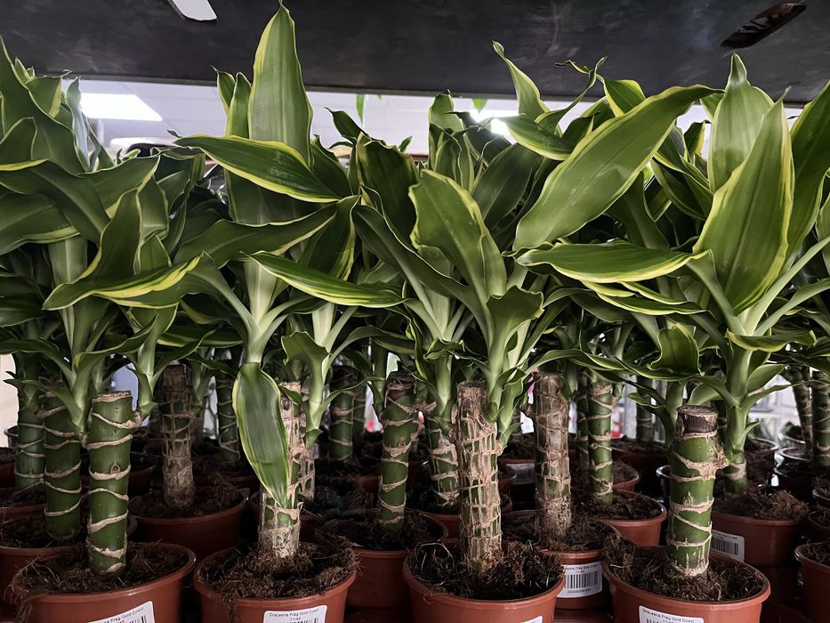 Гіпеаструм,спатифілум,антуріум,каланхоє,драцена Голден Коаст,ноліна,