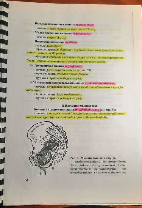 Атласи анатомії: м'язевої системи та шкт