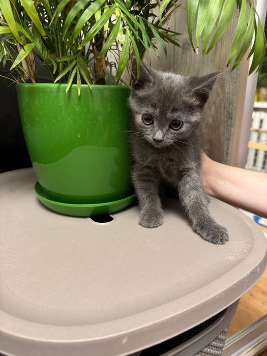 Кошеня, киця, кішка, дівчинка, 2 місяці