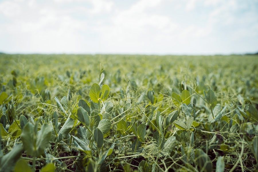 Продам горох врожай 2025