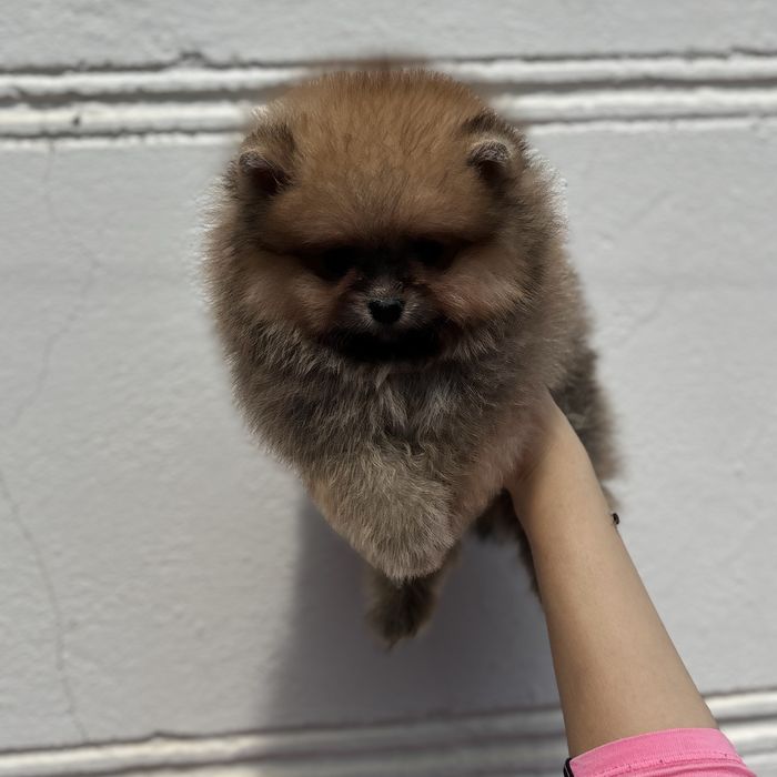 ляльковий Ведмедик шоу классу