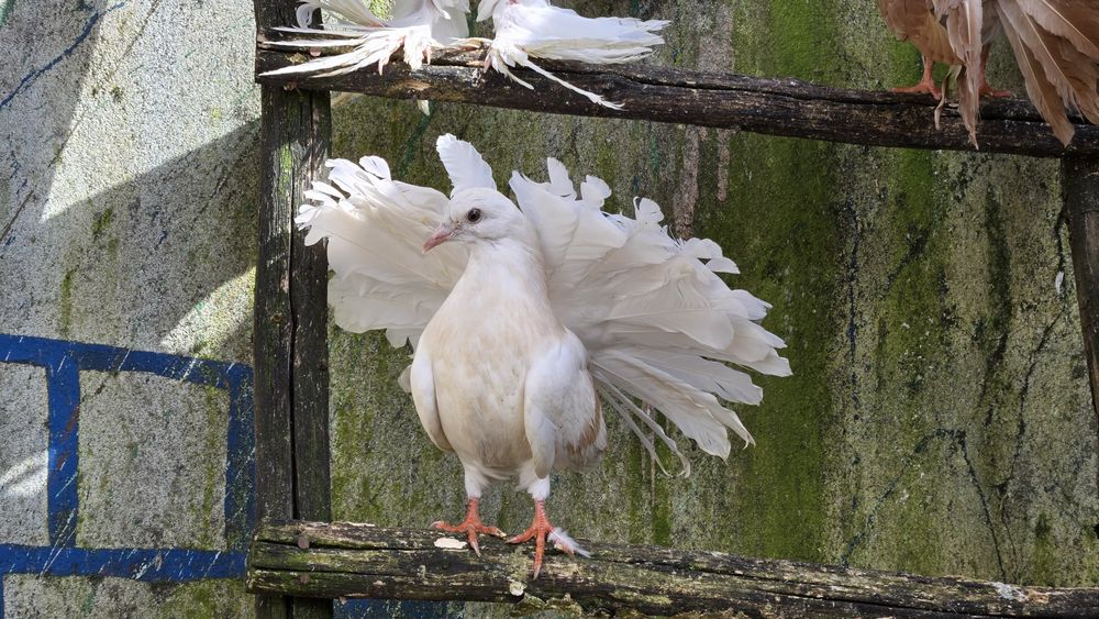 Pombas rabo de leque duplo