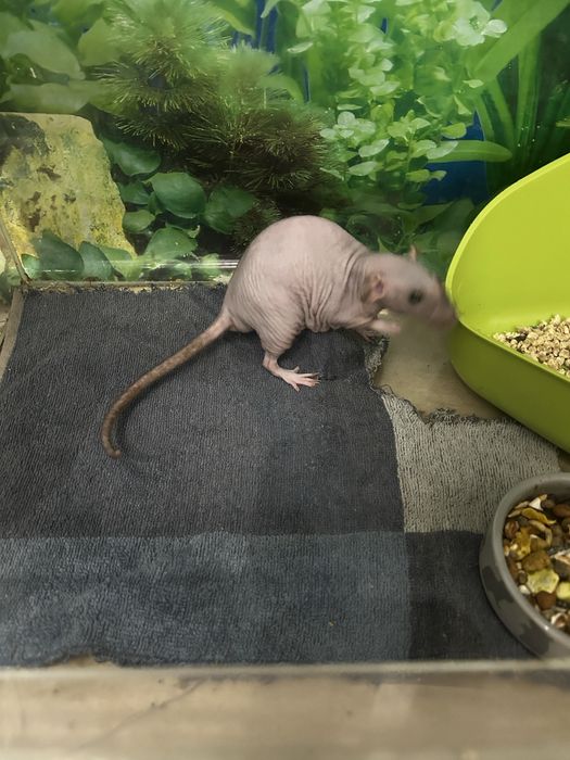 Щурі сфінкси Дамбо