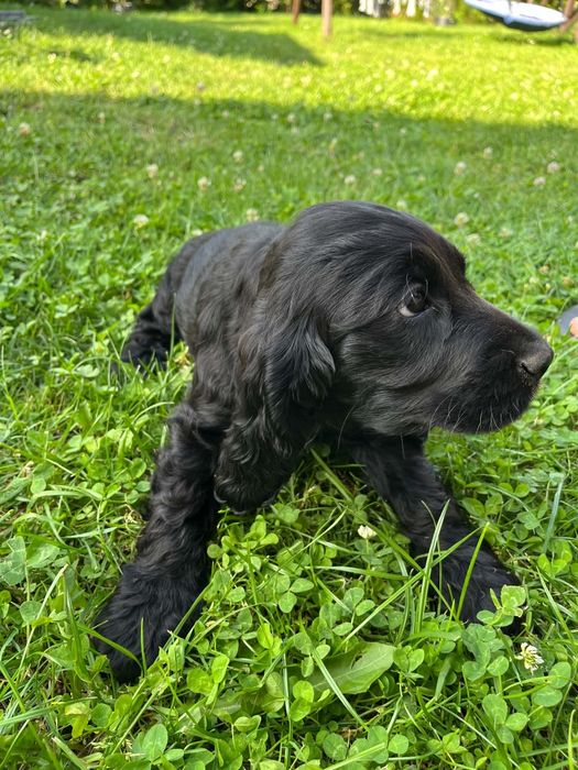 Cocker Spaniel Angielski