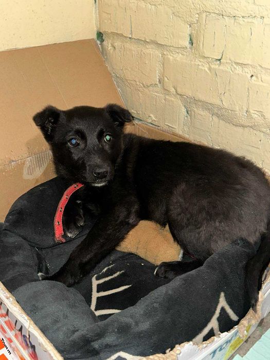 Отдается щенок-девочка