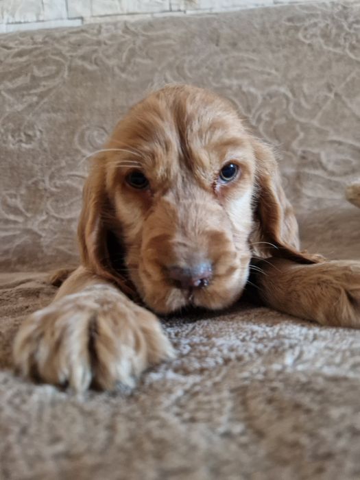 Cocker Spaniel suczka