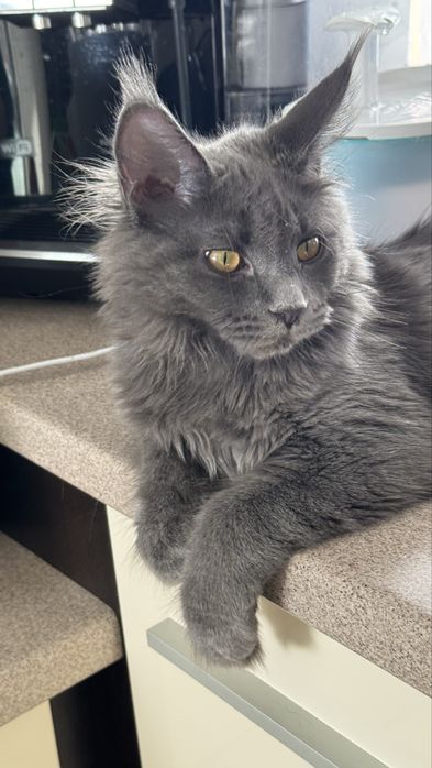 Cudowna Kotka Maine coon  niebieska opcja hodowlana rodowód FPL