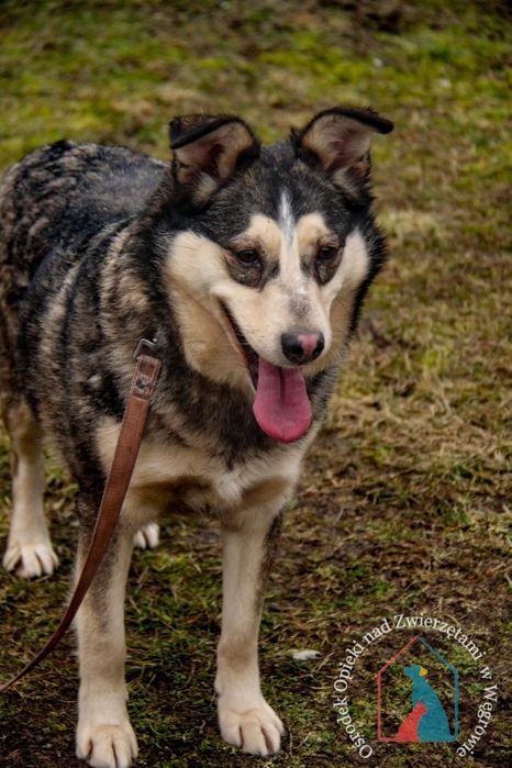 Furcia 165/23 - SZUKA DOMU!