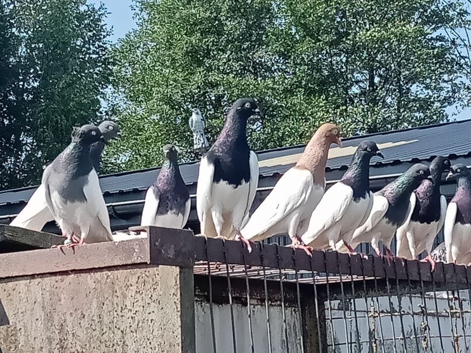Gołębie ozdobne, murzynki
