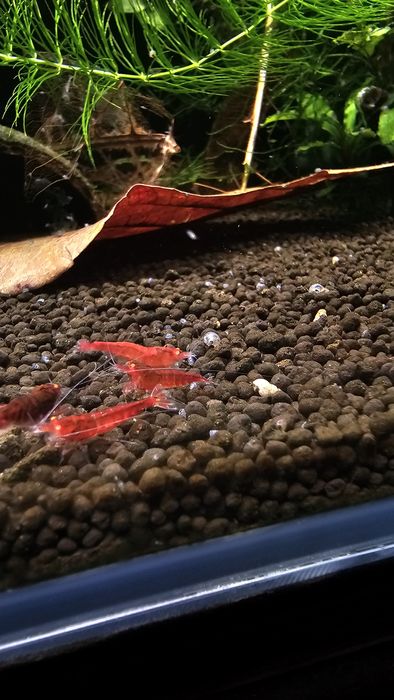 10 + 1 Red Devil Orange Eyes Caridina Krewetki