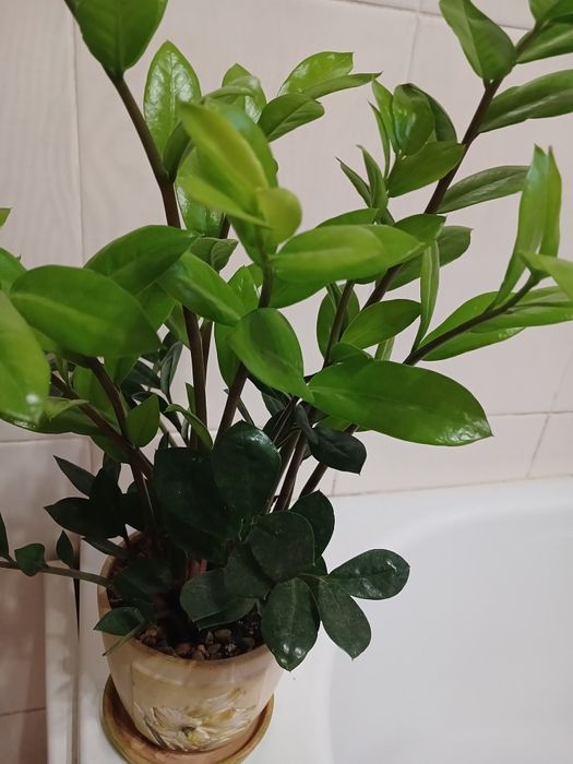 Замиокулькас денежное дерево