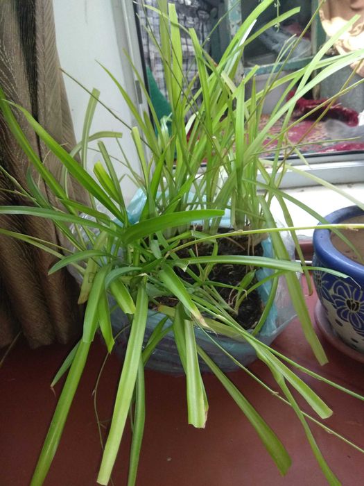 Продам  хлорофитум