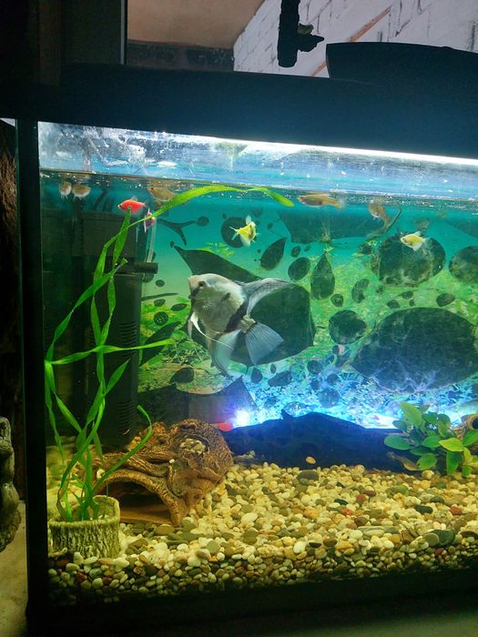 Аквариум 200 литров