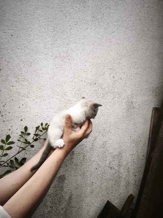 Gatinha bebé fêmeas para adoção