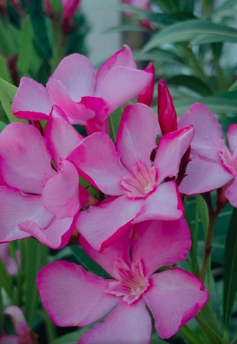 Олеандри  різних розмірів