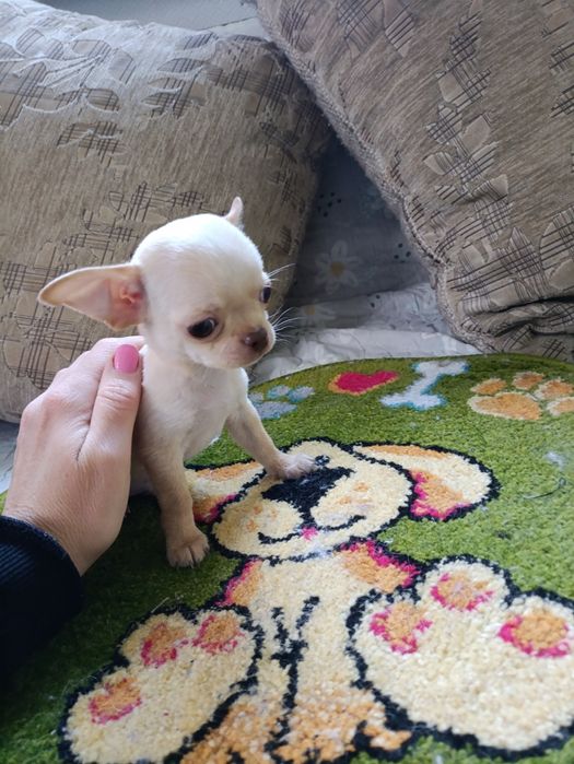 Мини мальчик чихуахуа