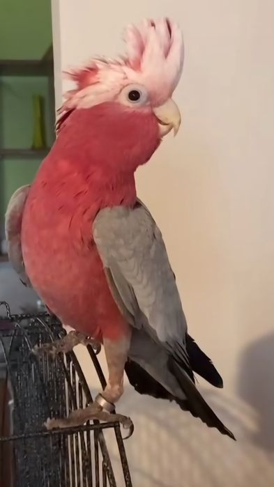 Catatua Galah meiga
