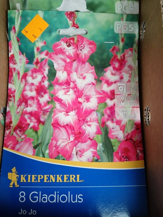 Kwiatki cebulki roślin