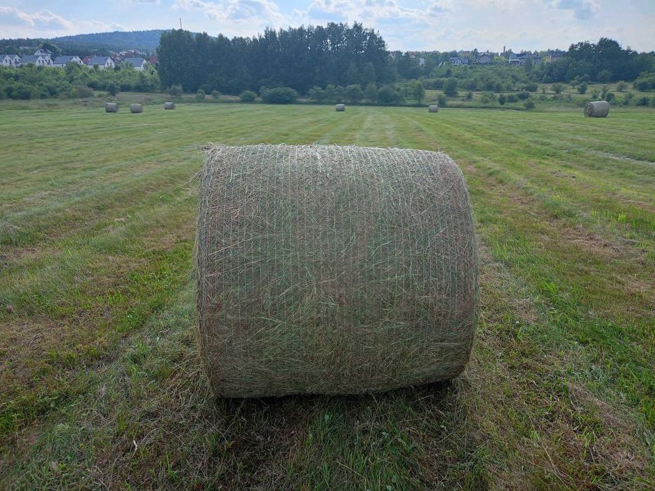 Siano belki bele tegoroczne 1 pokos