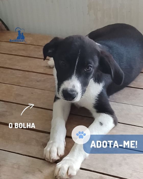 Cachorros de porte medio grande para adoção