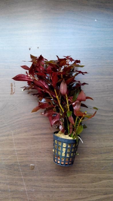 Ludwiga repens